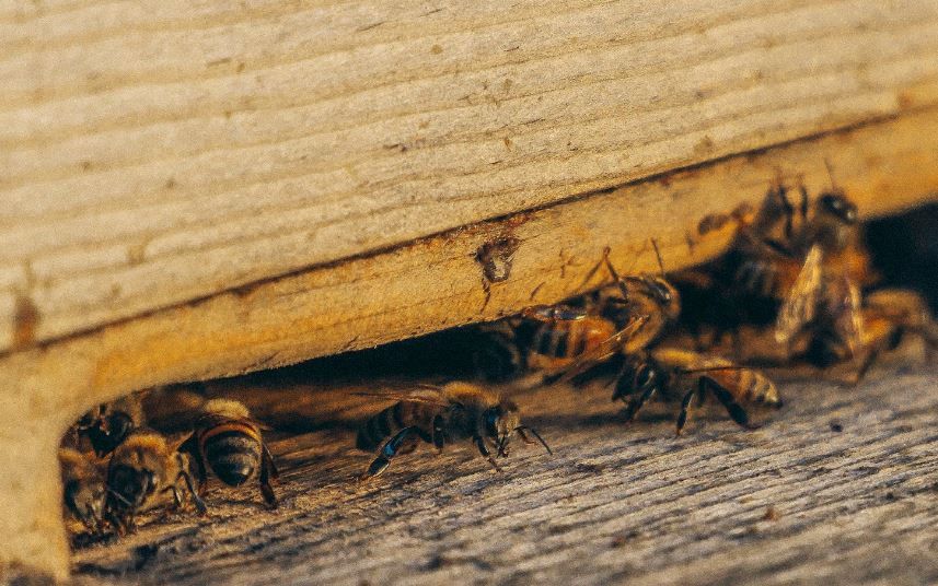 Pest Infestation In Distressed Homes 4 10-Signs-Of-Pest-Infestation