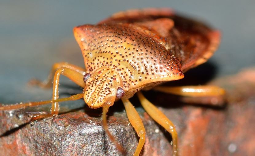 can-you-sell-a-house-with-bed-bugs