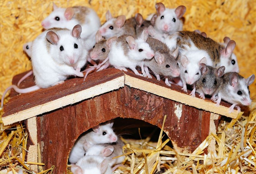 selling-a-house-with-mice